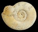 Perisphinctes Ammonite - Jurassic #54251-1